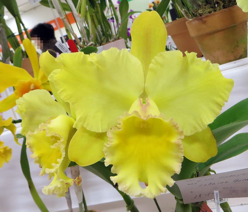 Rlc. Erin Kobayashi'Lahaina Gold' - カトログ !! ~ カトレヤ Rlc. Erin Kobayashi'Lahaina Gold' - カトログ !! ~ カトレヤ