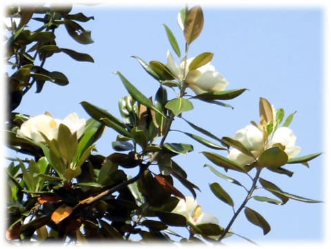 花は夏の季語 大輪の純白の花を咲かせ芳香を発する タイサンボク 泰山木 日々是好日 とっつあんの雑記帳