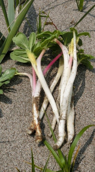 砂浜の山菜 ハマボウフウは美味しい V チックの道草 きのこ