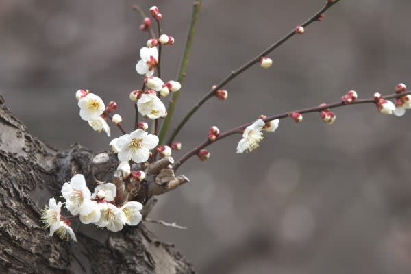 ハクバイ 早春を告げるバラ科の花は1月11日の誕生花 Aiグッチ のつぶやき