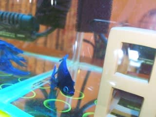 ポップアイ 薬浴中なのにだょ ベタな日々