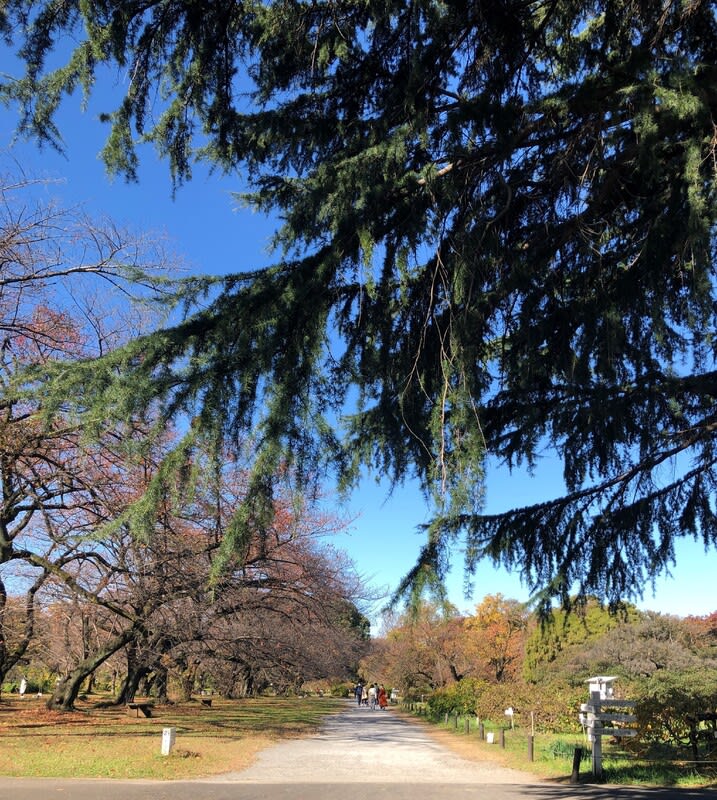 紅葉の小石川植物園を歩く はちみつと青い花 No 2