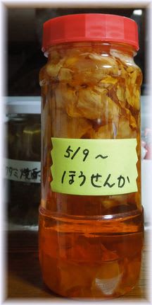 虫さされ薬になる白花鳳仙花の焼酎漬け 試行錯誤の家庭菜園