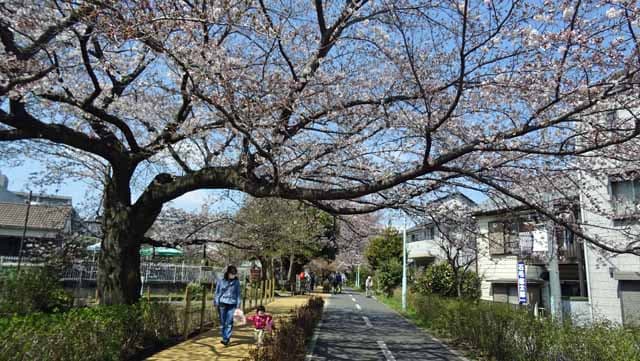 Uritobooの日本全国散策旅日記 小平グリーンロードの桜 たけのこ公園 満開