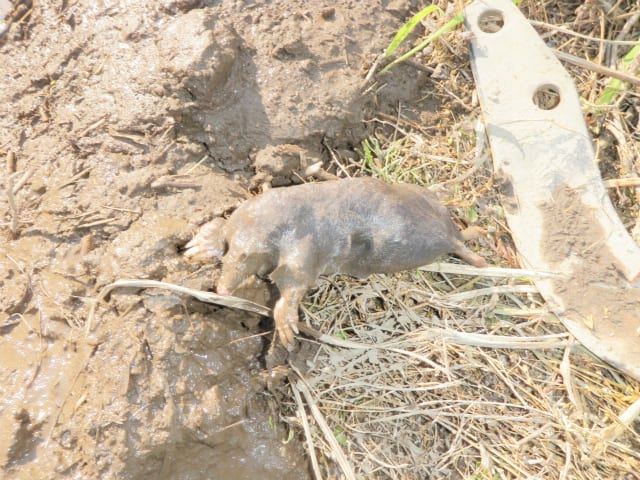 モグラ ネズミ対策 無農薬 自然菜園 自然農法 自然農 で 自給自足life 持続可能で豊かで自然な暮らしの分かち合い