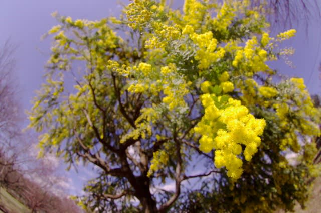 ミモザアカシア 春を黄色で告げる花木は4月3日の誕生花 Aiグッチ のつぶやき