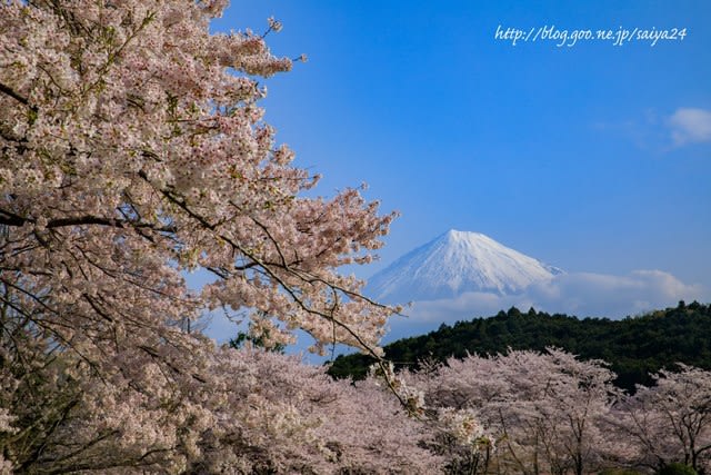 岩本山公園の桜 デジイチlife 仮