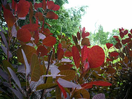 赤い葉っぱが綺麗な木