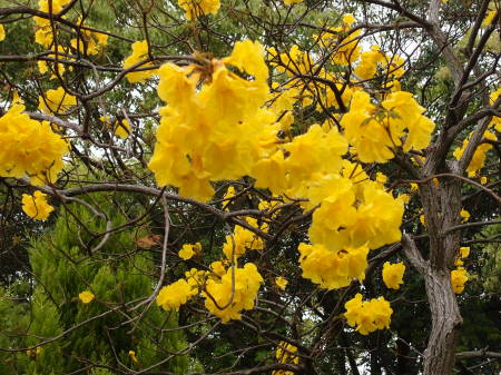 黄色い花の木は なーに Yokonohananikki S Blog