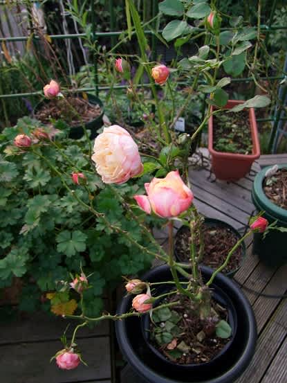 秋のバラ 続き D 春夏秋冬お散歩日記