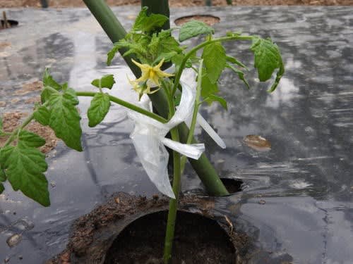 ミニトマトの水挿し苗の植え付け