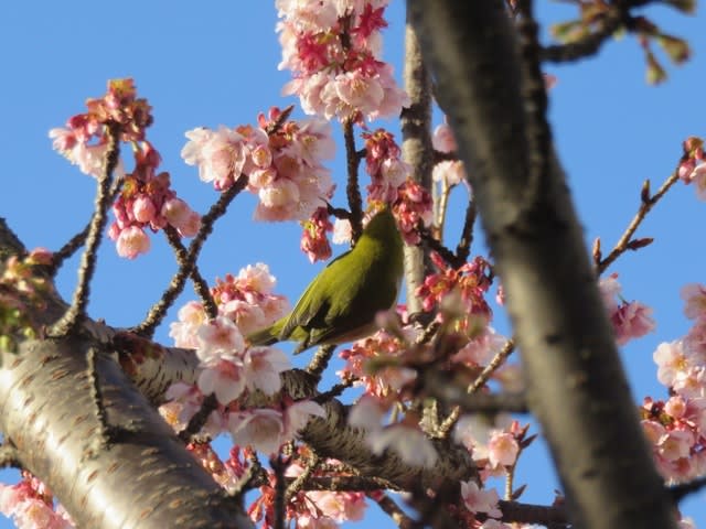 カワヅザクラ