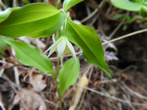 高ボッチ高原・鉢伏山の植物　チゴユリ（稚児百合）　