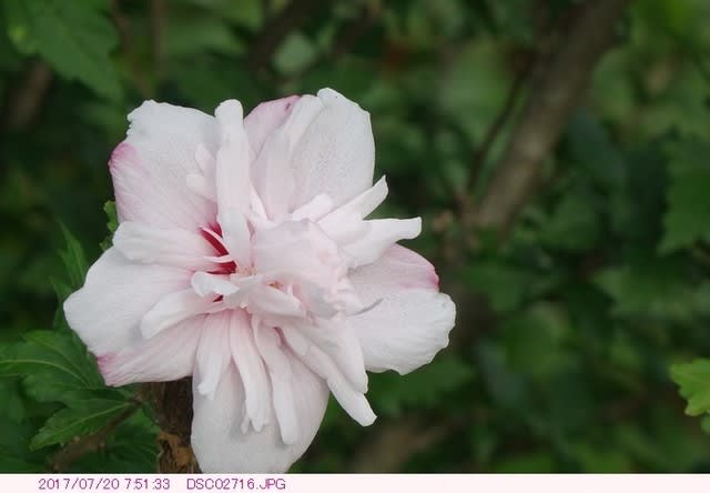 ムクゲ 木槿 白色に薄いピンクの八重咲 弁天ふれあいの森公園へ散歩