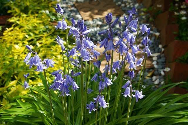 シラー カンパニュラータ オーニソガラム ウンベラタム Hiroの花便り