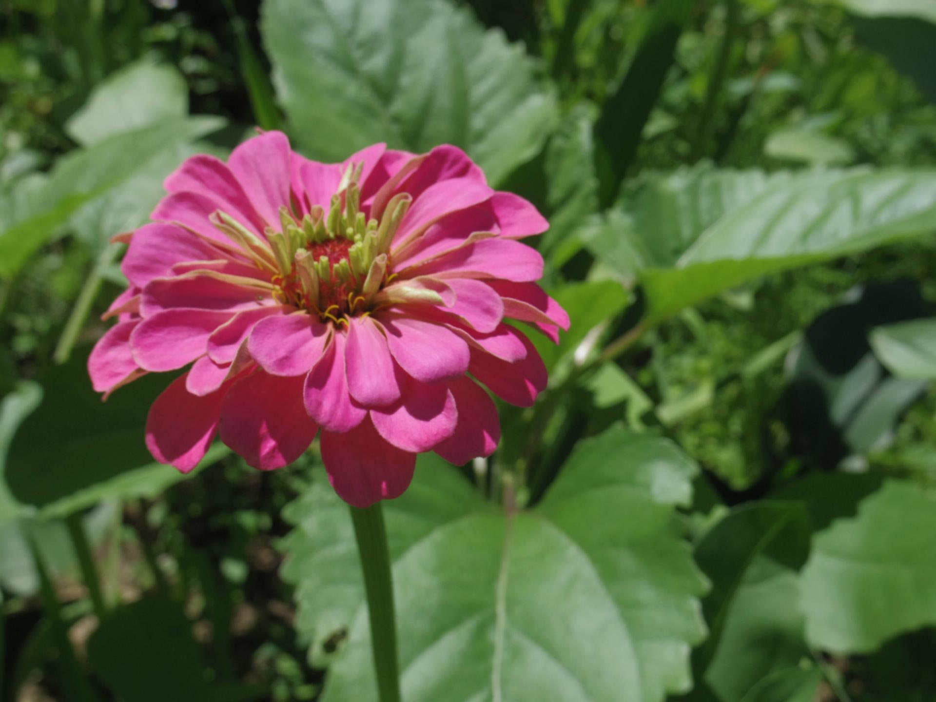 ピンクの花いろいろ さいちママのブログ ピンクの花いろいろ さいちママのブログ