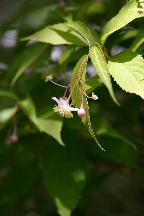 光則寺ヤマアジサイ 最終回 梅花甘茶 オタクサ 伊豆の華 アジサイの妖精たち ロシナンテの花散歩