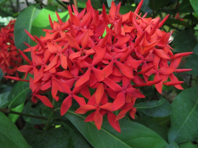 四弁の赤い花が集まって咲く サンタンカ 熱帯植物シリーズ 07 野の花 庭の花