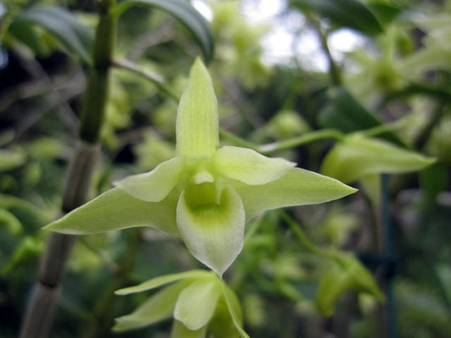 キバナノセッコク 素心花 「深芳野」 開花中 富貴蘭 長生蘭 セッコク