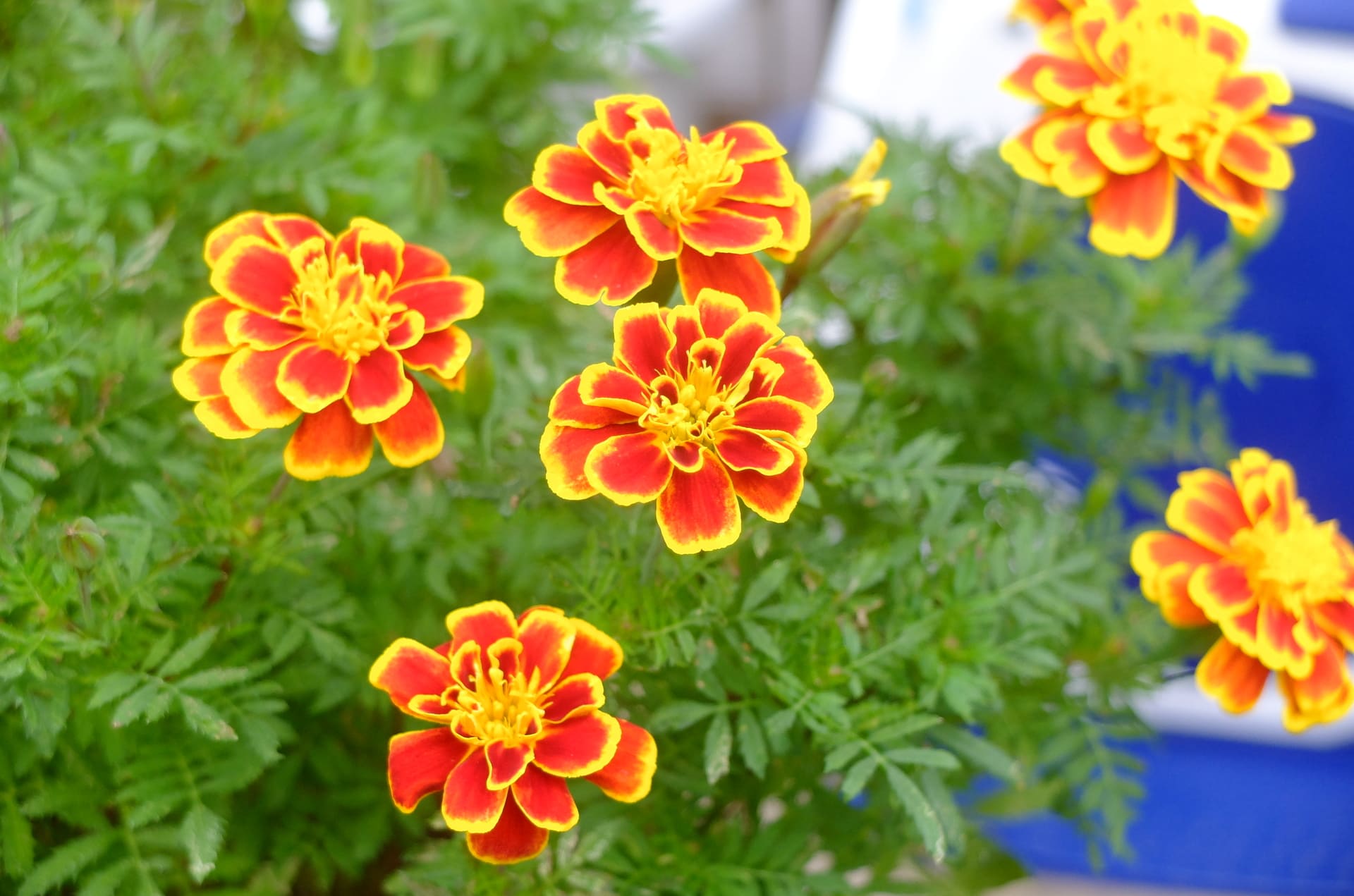 マリーゴールド のブログ記事一覧 つぶれ梅の花いじり草いじり マリーゴールド のブログ記事一覧 つぶれ梅の花いじり草いじり