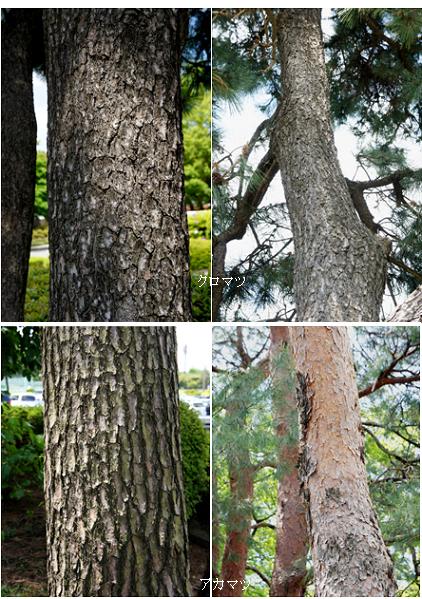 マツ 松 黒松と赤松の樹皮および花 里山コスモスブログ