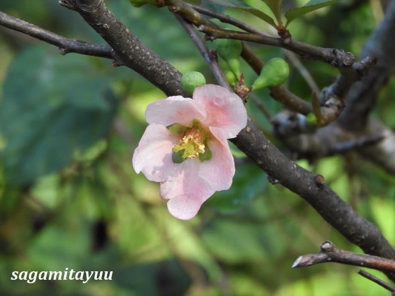 県立相模原公園 では早くもボケの花が 相模太夫の旅録 Tabi Log