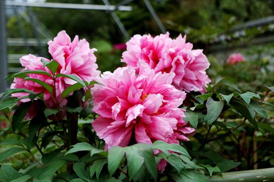 R_20160512IMG_4679.JPG