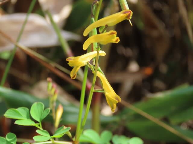 高ボッチ高原・鉢伏山で最近咲いている花　ナガミノツルケマン（長実の蔓華曼）