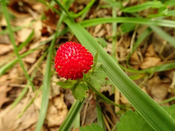 DSC03005.jpg