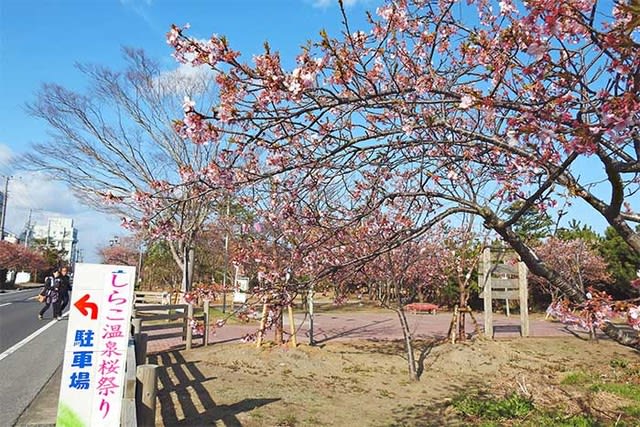 千葉県白子町の 河津桜 17 ビューティを見つけ
