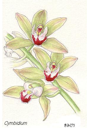 夫の海外旅行 イラスト シンビジウムの花 花を描いたポストカード