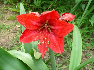 色付いたガク紫陽花