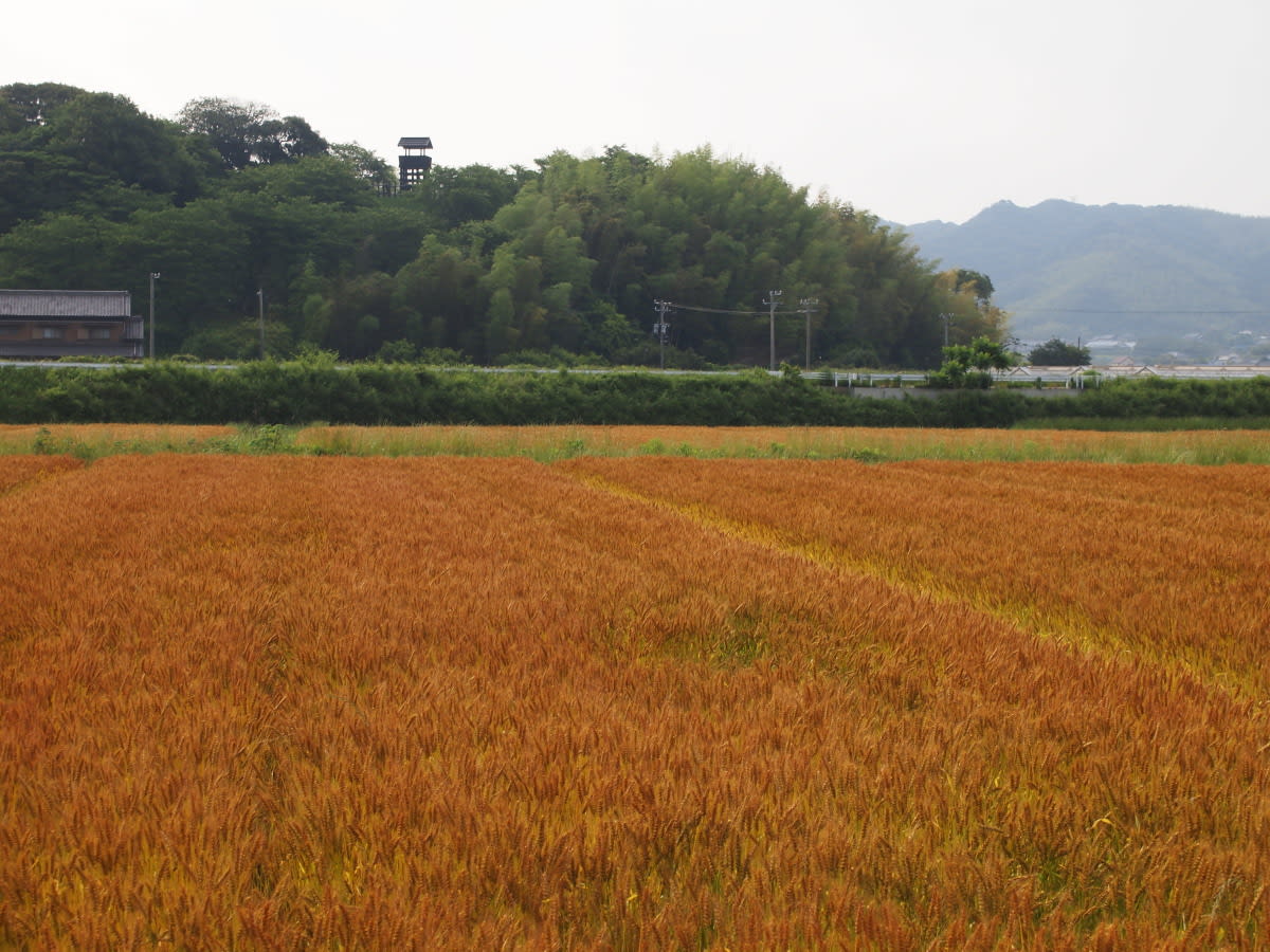 東条城跡　～様々な周辺の表情～の画像