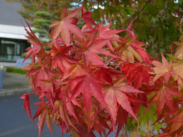 一関市博物館のカエデの紅葉 年10月25日 日 Peaの植物図鑑