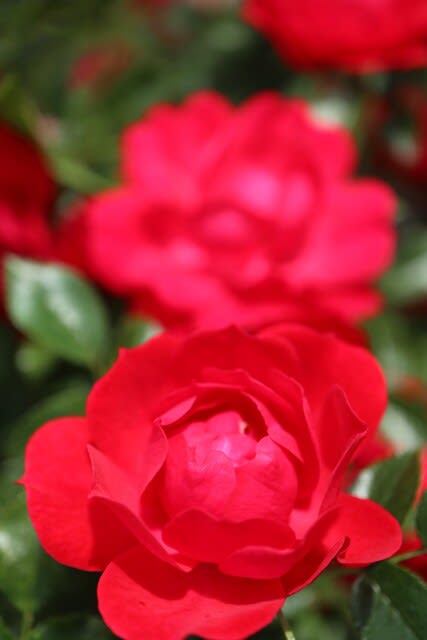 赤のかわいい花が房咲きでたくさんつくバラ「ラズベリー・ロイヤル」（春薔薇シリーズ 21-376） - 野の花 庭の花