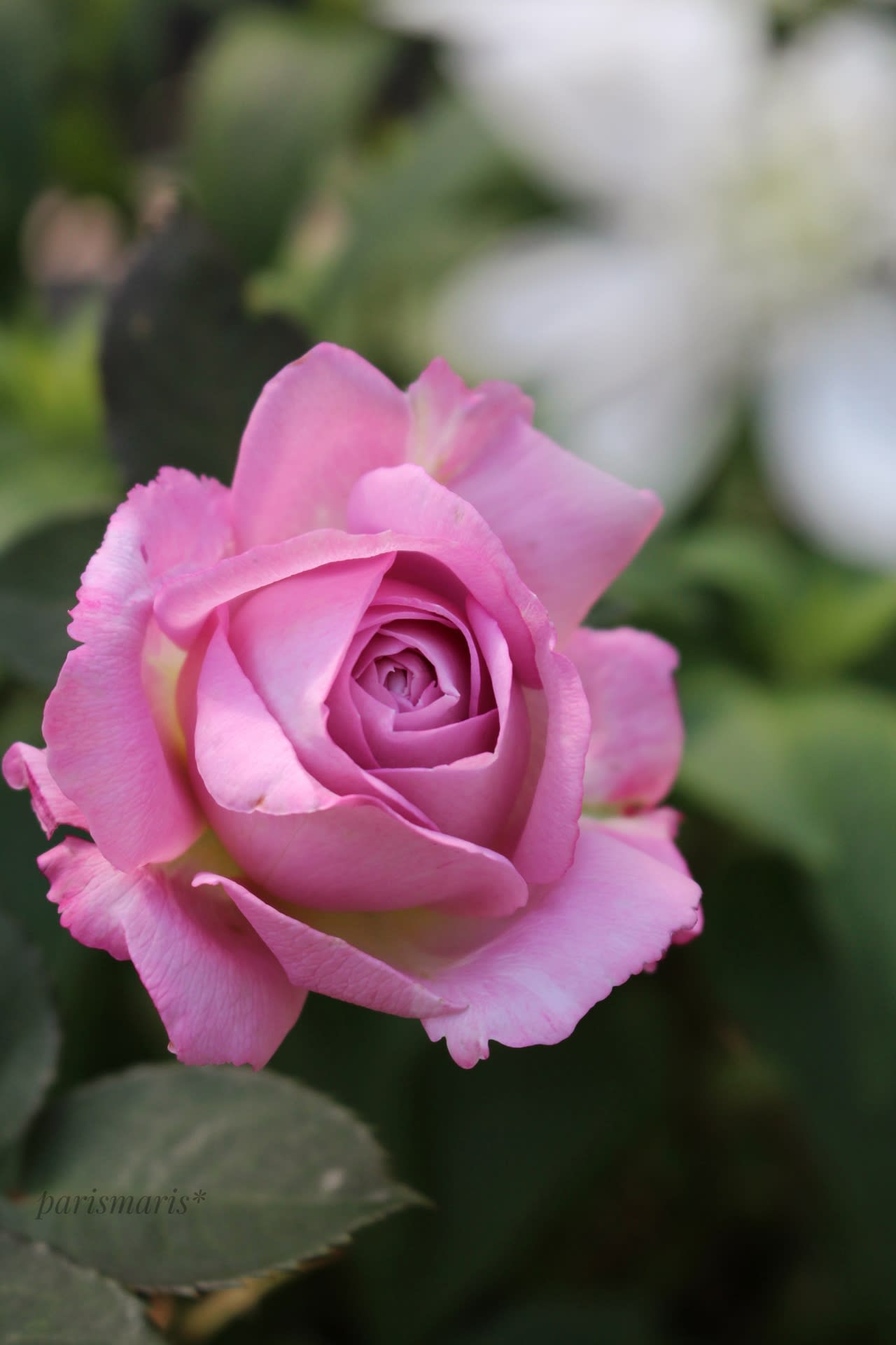 バラ色のとき① （庭だより＊2023.初夏） - parismaris's days*