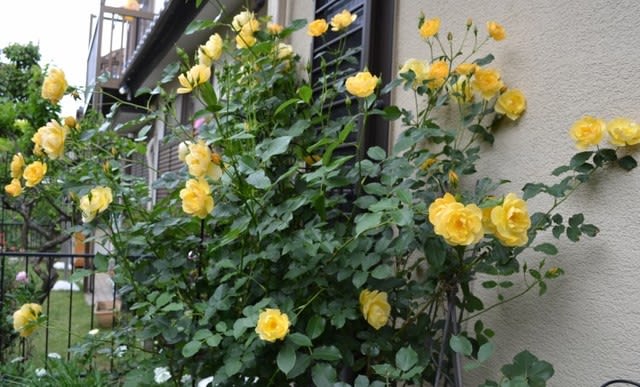 今日もバラが素敵 バターカップが驚異の花付きです Haruの庭の花日記 Haru S Garden Diary