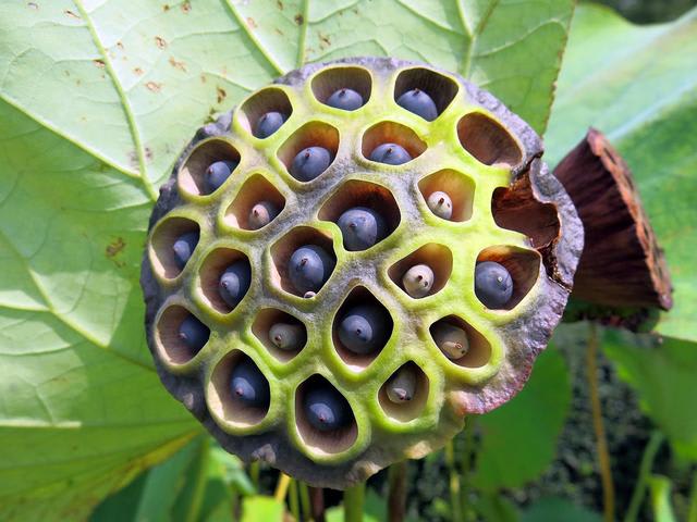 カタク 花托 - 深大寺 - 春夏秋冬 花 mikio