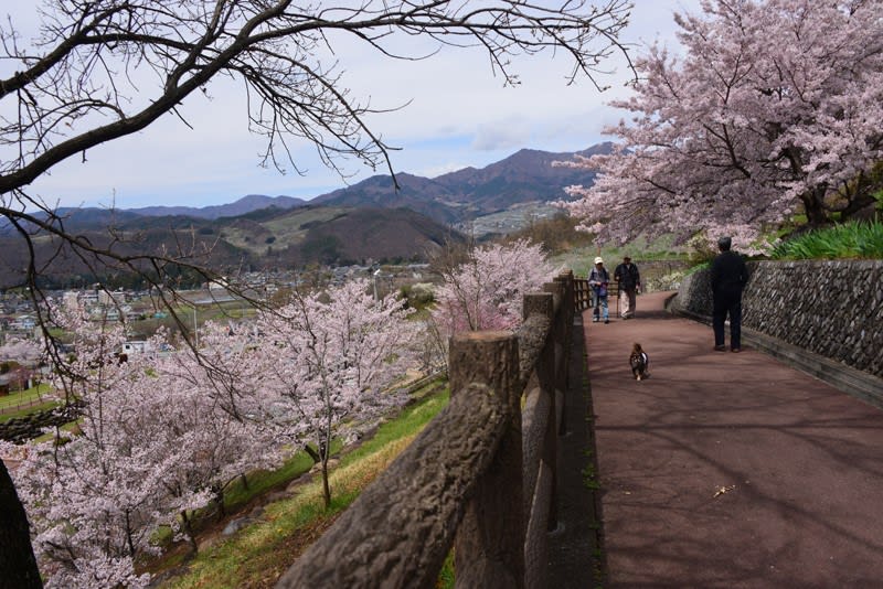 塩山ふれあいの森総合公園の桜と富士山 甲州市 気まぐれフォトダイアリー 塩山ふれあいの森総合公園の桜と富士山 甲州市 気まぐれフォトダイアリー