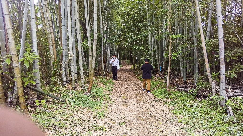 ヒメボタルが生息する木漏れ日公園の写真