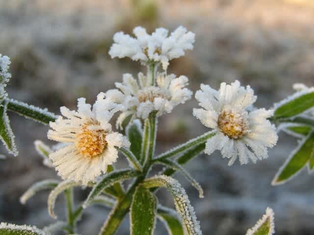 きりりと冷えた朝 花も氷花に さいちママのブログ きりりと冷えた朝 花も氷花に さいちママのブログ