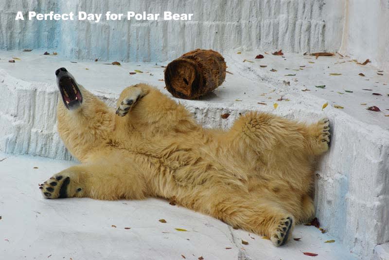 ホッキョクグマの口の中を堪能ください シロクマ日和 A Perfect Day For Polar Bear