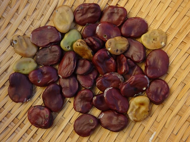 ソラマメゾウムシが食害したそら豆の種を試験的にまいてみました ヒロシの日記