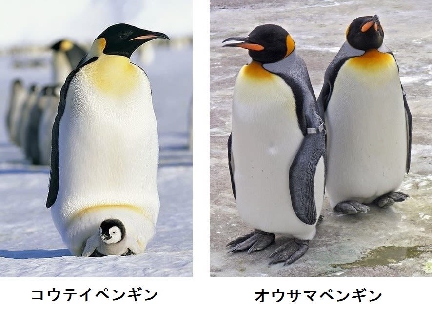 ペンギン Penguin の種類 スケルトンハウス きまぐれcafe