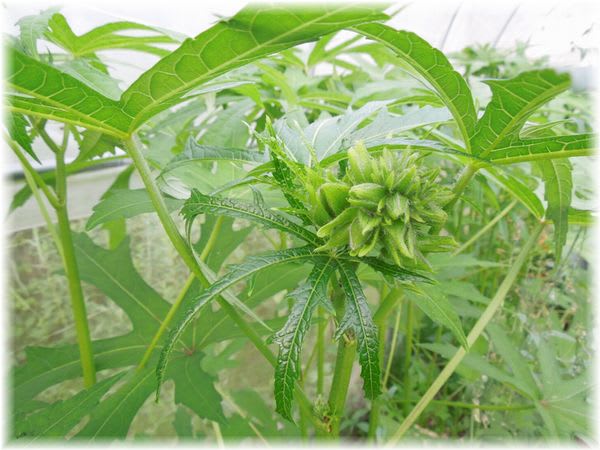 花オクラ