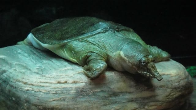 苦手な人 ごめんなさい 上野動物園のゲテモノ 4 うさぎ学園 多趣味部