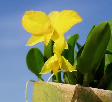 ソフロニティスたち ベランダ オーキッド ナーセリー ソフロニティスたち ベランダ オーキッド ナーセリー