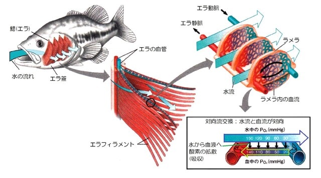 水中の動物たちの呼吸３ もっと空気を