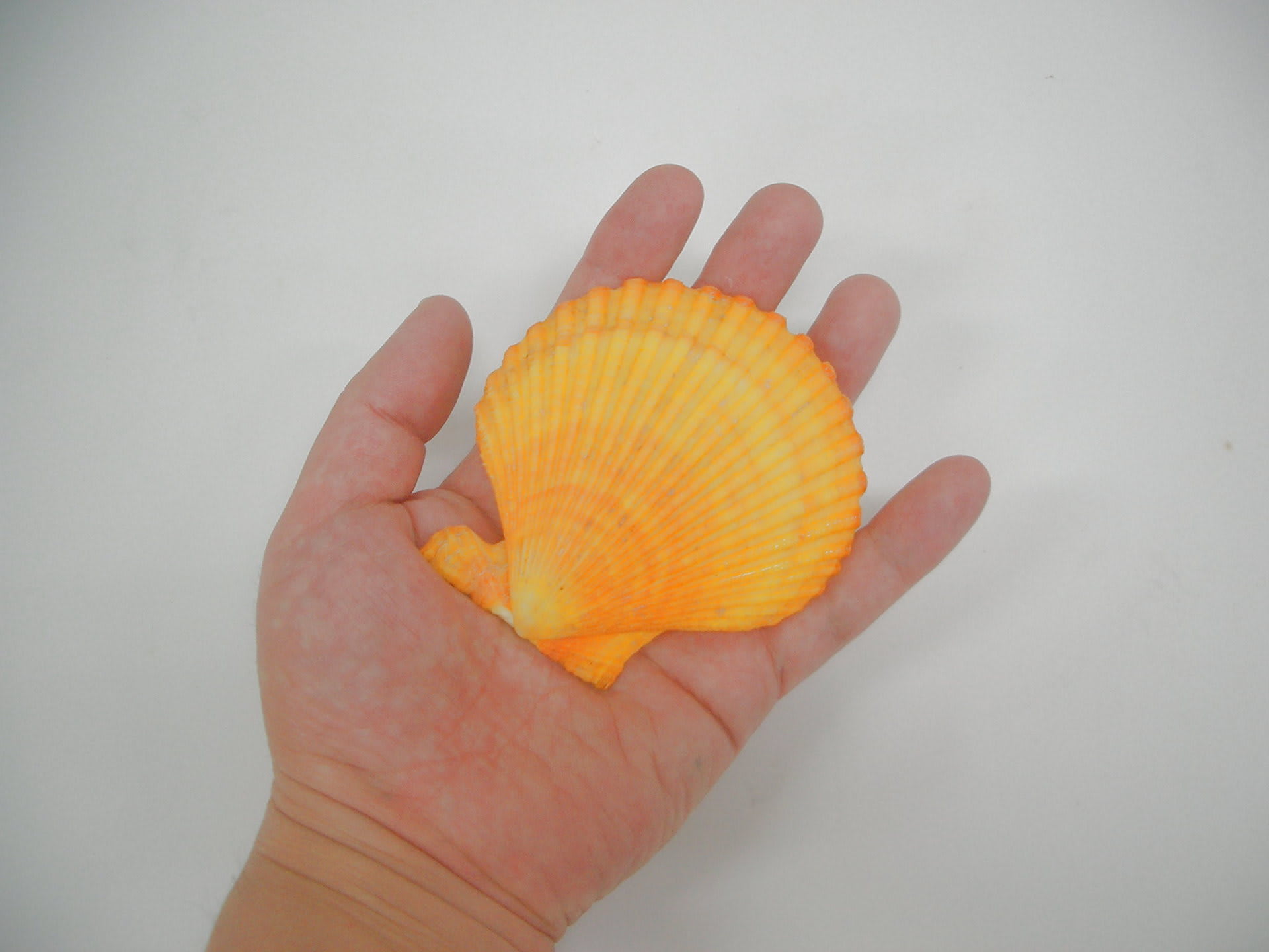 ヒオウギ貝の貝殻５～８センチサイズは研磨が大変！ - SDGs環境アート