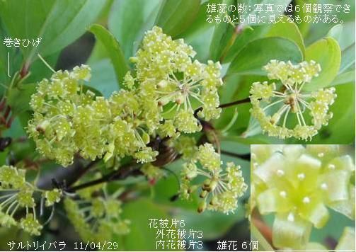 サルトリイバラ 花咲いても実の生らない雄株 里山コスモスブログ サルトリイバラ 花咲いても実の生らない雄株 里山コスモスブログ